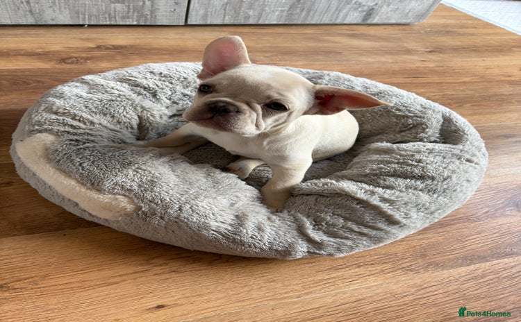 French Bulldog dogs - Advert 4