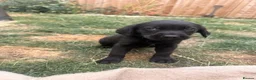 Goldador dogs for sale: Golden Retriever X KC Labrador Retriever - Advert 4
