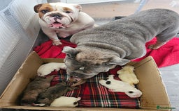 English Bulldog dogs for sale: Kennel club registered English bulldog puppies  - Image 17