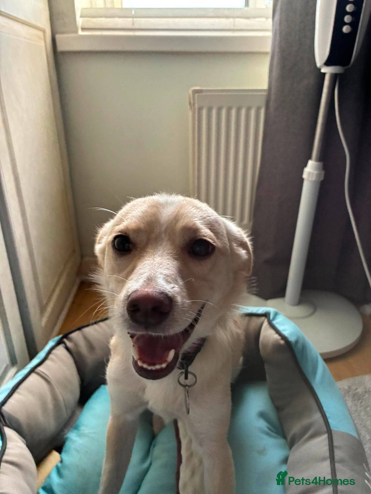 Mixed Breed dogs Latte for adoption - Advert 1