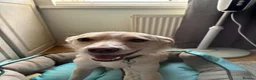 Mixed Breed dogs for adoption: Latte for adoption in Leigh-on-Sea - Advert 1