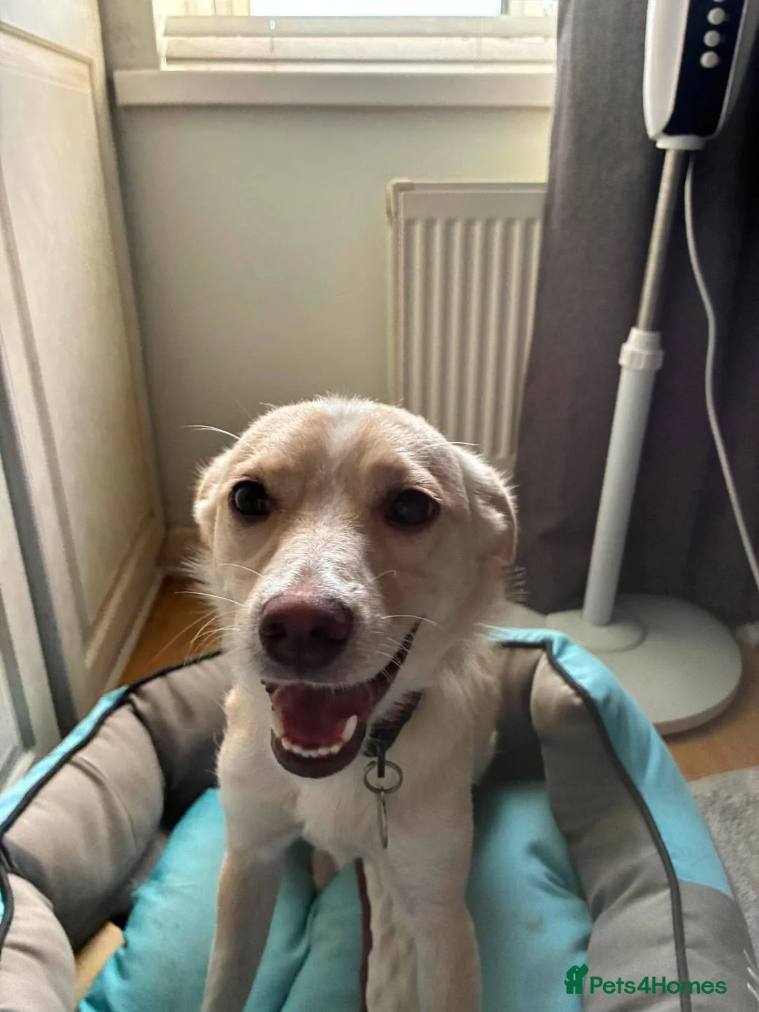 Mixed Breed dogs for adoption: Latte for adoption in Leigh-on-Sea - Advert 1