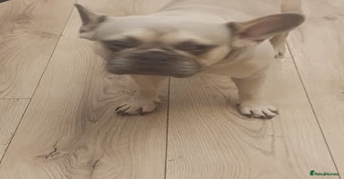 French Bulldog dogs - Advert 10
