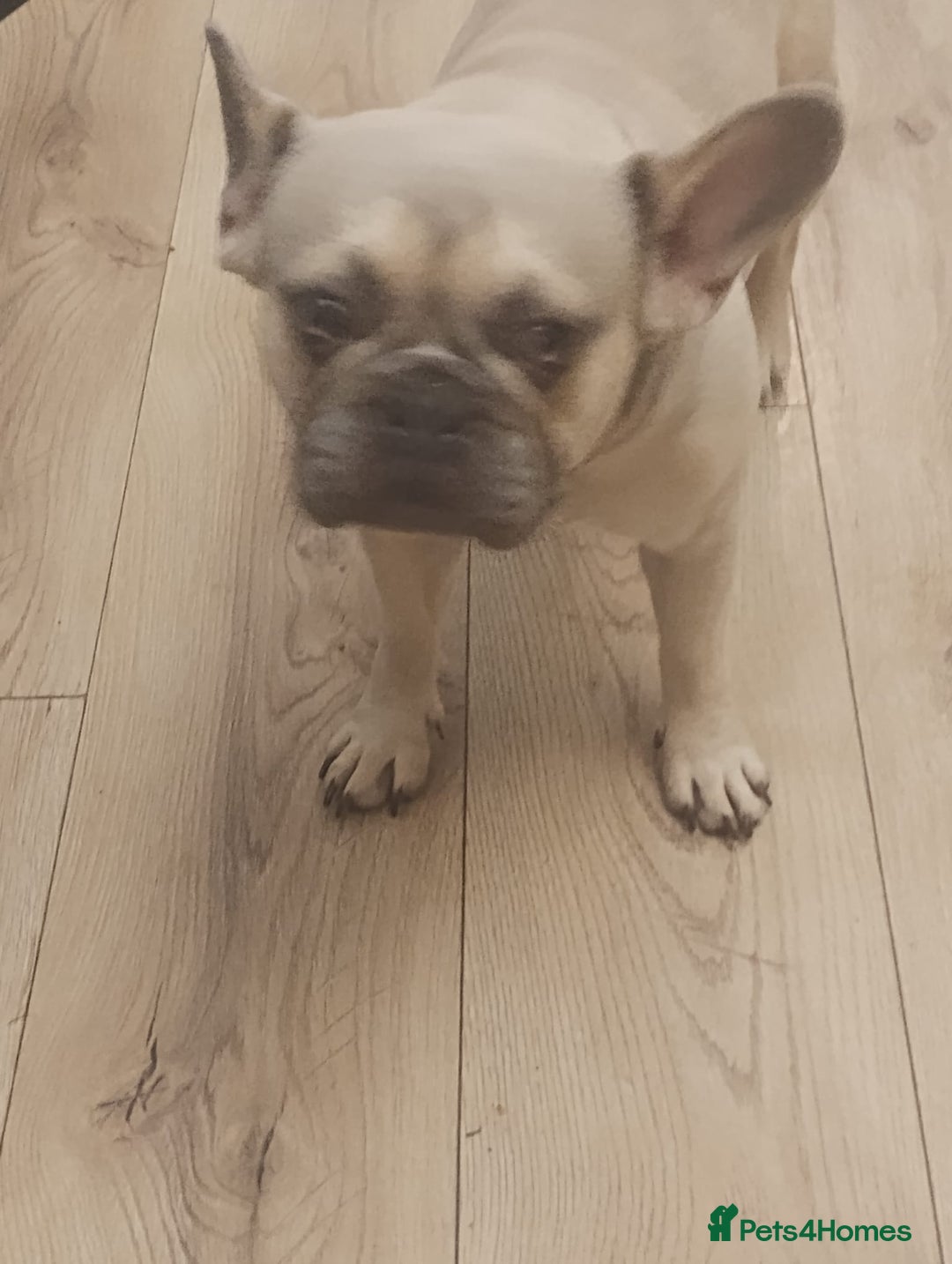 French Bulldog dogs for sale: French bulldog  - Image 2