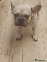 French Bulldog dogs - Advert 9