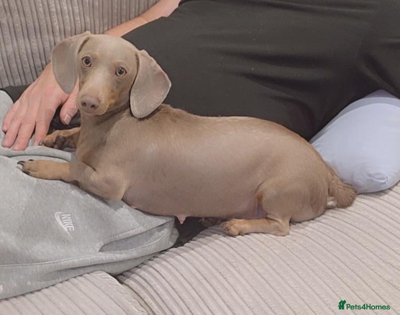 Miniature Dachshund dogs 🐾 BEAUTIFUL MINIATURE DACHSHUND PUPPIES 🐾 - Advert 1