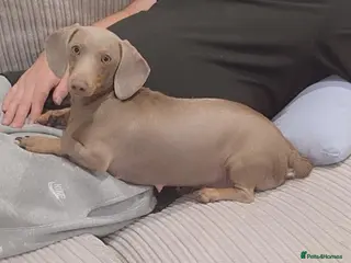 Miniature Dachshund dogs 🐾 BEAUTIFUL MINIATURE DACHSHUND PUPPIES 🐾 - Advert 2