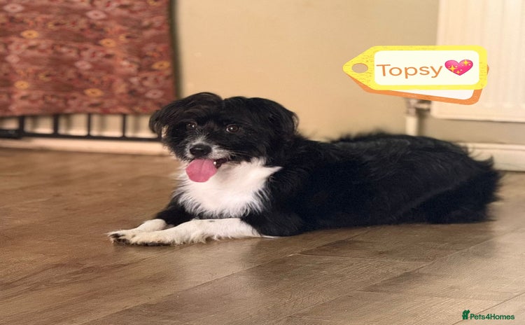Mixed Breed dogs - Advert 4