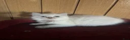 Ragdoll cats for sale: Gorgeous Tica ragdoll kittens  - Advert 10