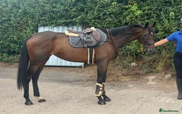 English Thoroughbred horses for sale: Fifty shades of Bay - What a horse  - Image 8