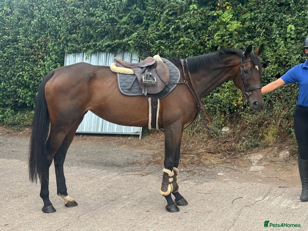 English Thoroughbred horses for sale: Fifty shades of Bay - What a horse  - Image 8
