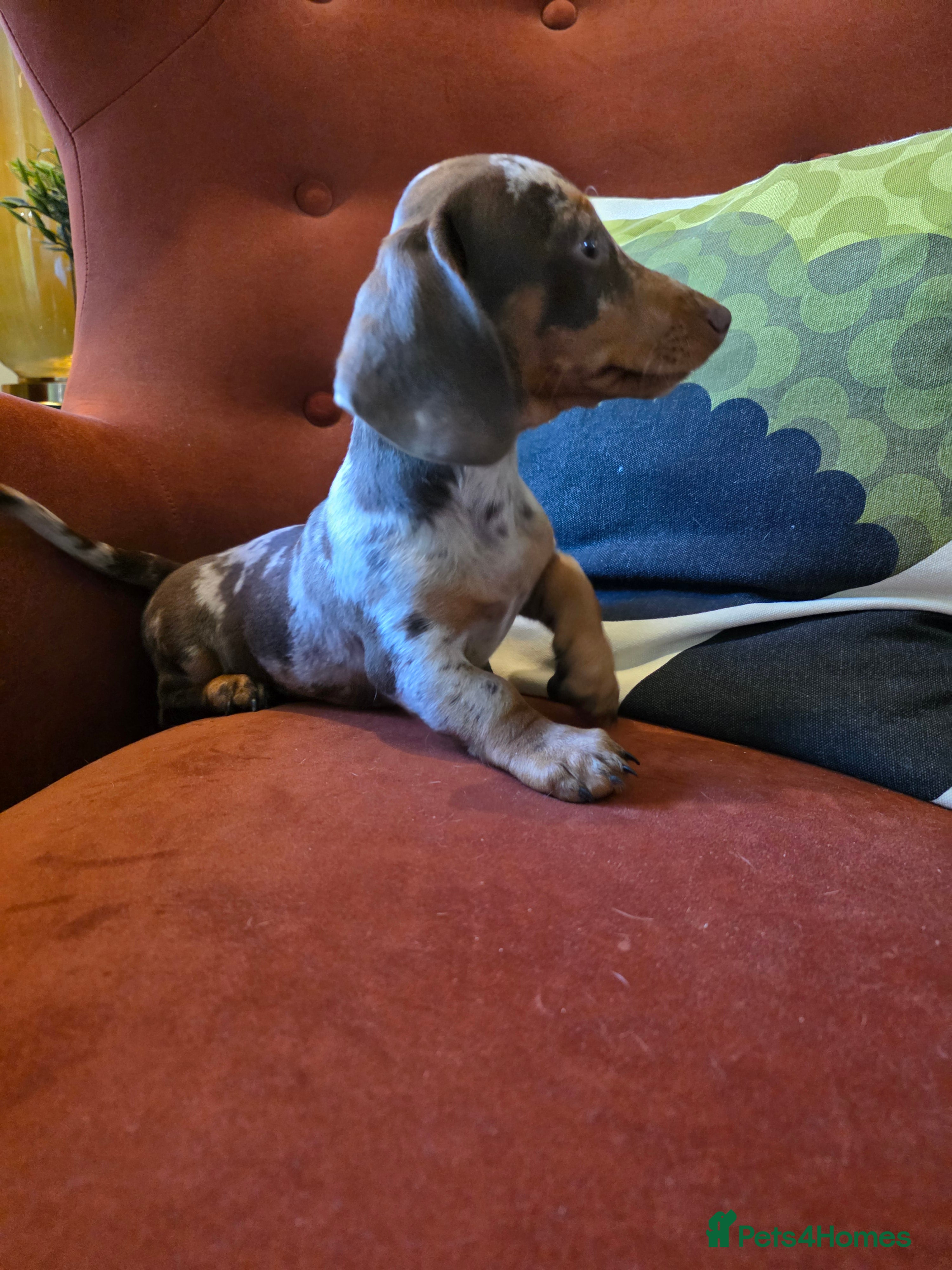 Miniature Dachshund dogs 6 stunning KC registered Pups  - Advert 2