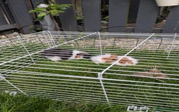 English rabbits for sale: Guinea Pig with Spacious Cage  - Image 1