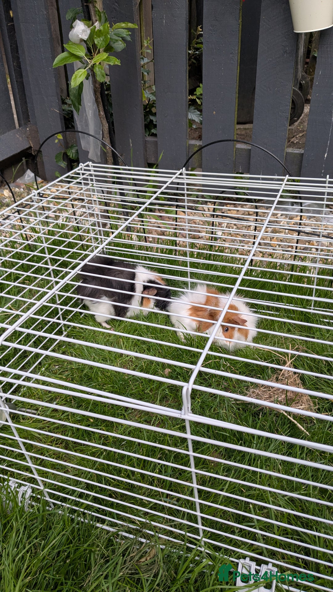 English rabbits for sale: Guinea Pig with Spacious Cage  - Image 1
