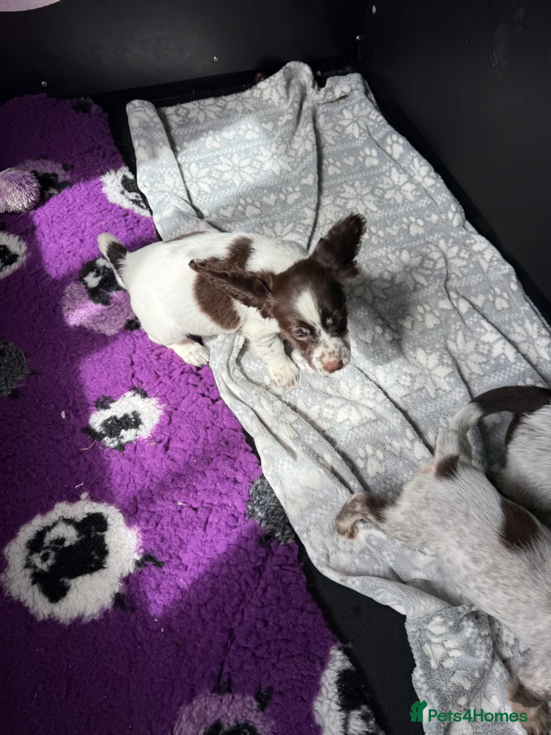 Cocker Spaniel dogs for sale: Bred From Extensively Health Tested Parents - Advert 2