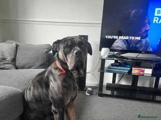 Bullmastiff dogs Dotty looking for her forever home - Advert 9