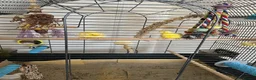 Canaries birds for sale: Beautiful pair yellow canaries - Advert 7