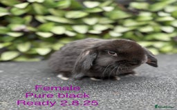 Mini Lop rabbits for sale: Beautiful baby mini lop rabbits - Image 5