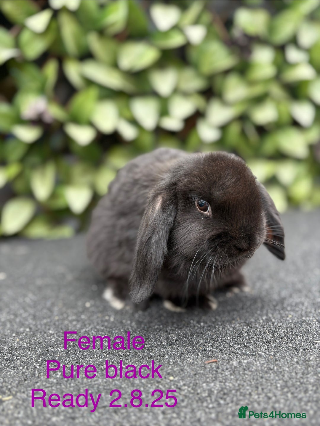 Mini Lop rabbits for sale: Beautiful baby mini lop rabbits - Image 5