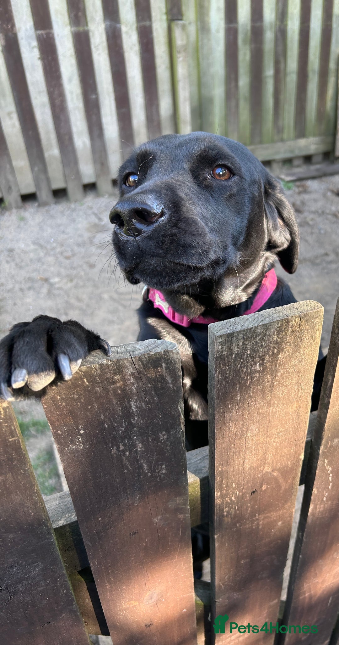 Labrador Retriever dogs for sale: For sale Female Labrador  - Image 7