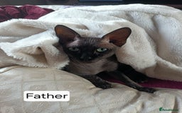 Sphynx cats for sale: REDUCED Ready now qualityTica Canadian kittens - Image 24