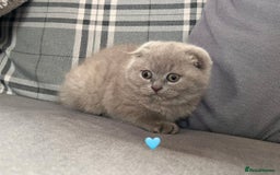 Scottish Fold cats for sale: 🐾2 boys left Scottish Fold🐾 - Image 5
