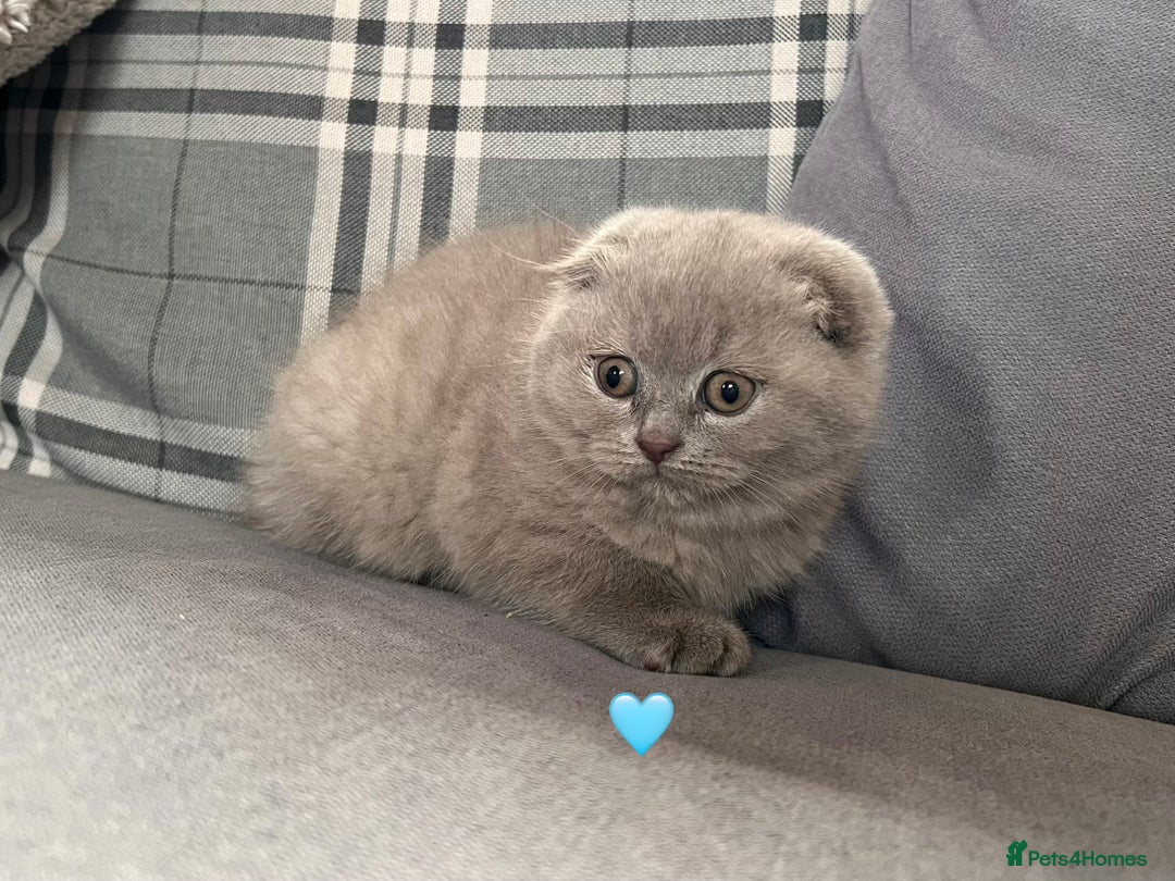 Scottish Fold cats for sale: 🐾2 boys left Scottish Fold🐾 - Image 5