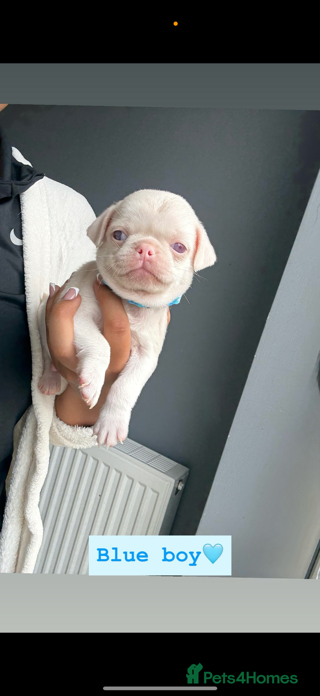 Pug dogs for sale: 7 boys ready to go next week!!!🩵 - Image 7