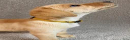 Labrador Retriever dogs for sale: Labrador Puppies - Advert 8