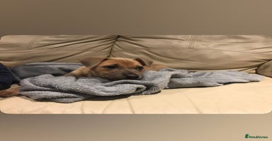 Mixed Breed dogs - Advert 6