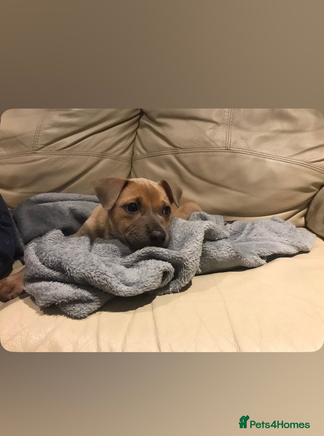 Mixed Breed dogs for sale: Female Puppy - collect today for £350 - Image 1