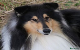 Rough Collie dogs for sale: Tricolour Collie (Rough) male puppies - Image 6