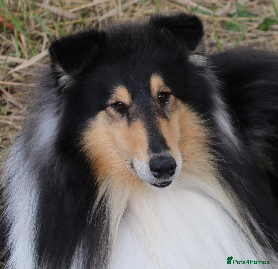 Rough Collie dogs for sale: Tricolour Collie (Rough) male puppies - Image 6