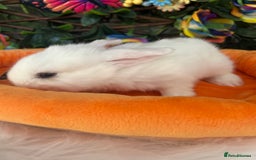 Mini Lop rabbits for sale: Pure Breed Mini lops  - Image 18