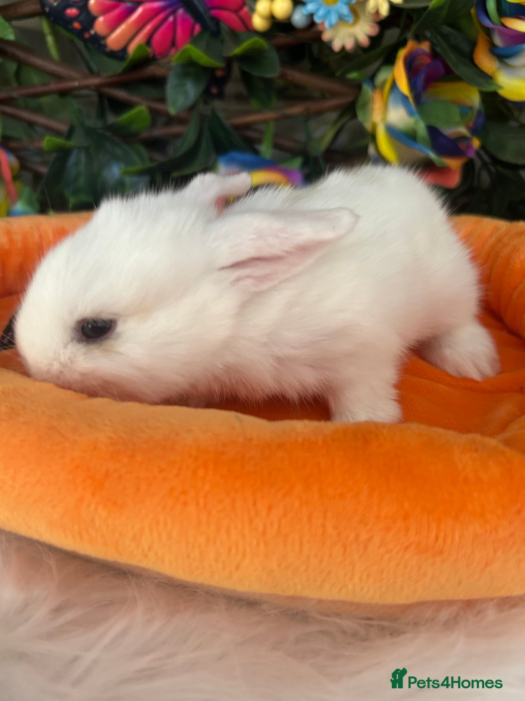 Mini Lop rabbits for sale: Pure Breed Mini lops  - Image 18