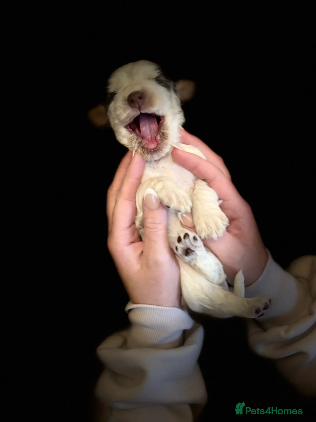 Cocker Spaniel dogs for sale: Show type cocker spaniels  - Advert 39