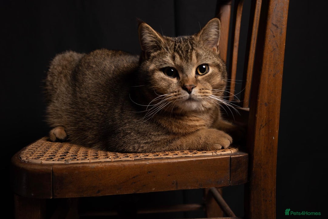 Scottish Fold cats for sale: Douglas - Scottish Straight - Advert 4