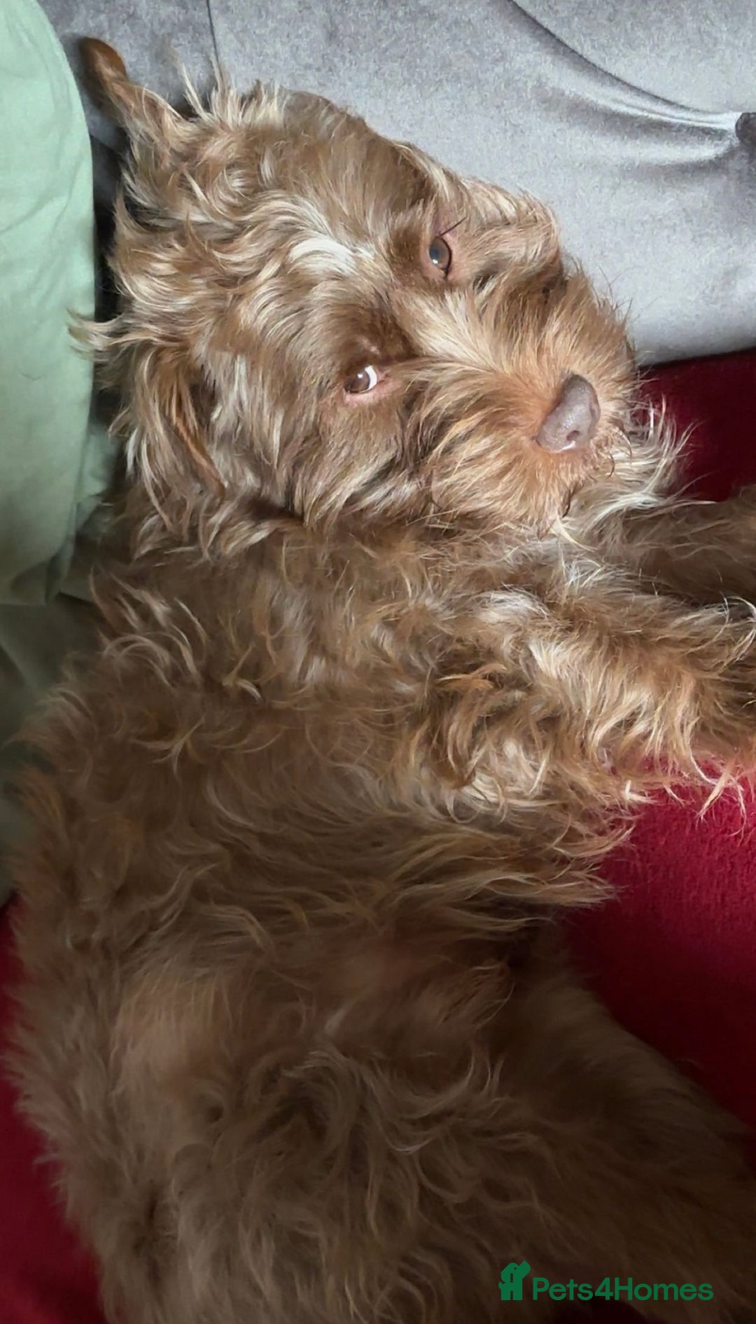 Patterdale Terrier dogs for sale: Patterdale Terrier Charlie - Image 4