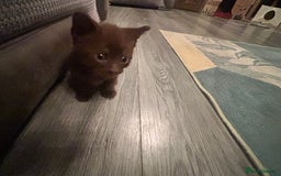 British Shorthair cats for sale: Three gorgeous boys looking for forever homes - Image 3