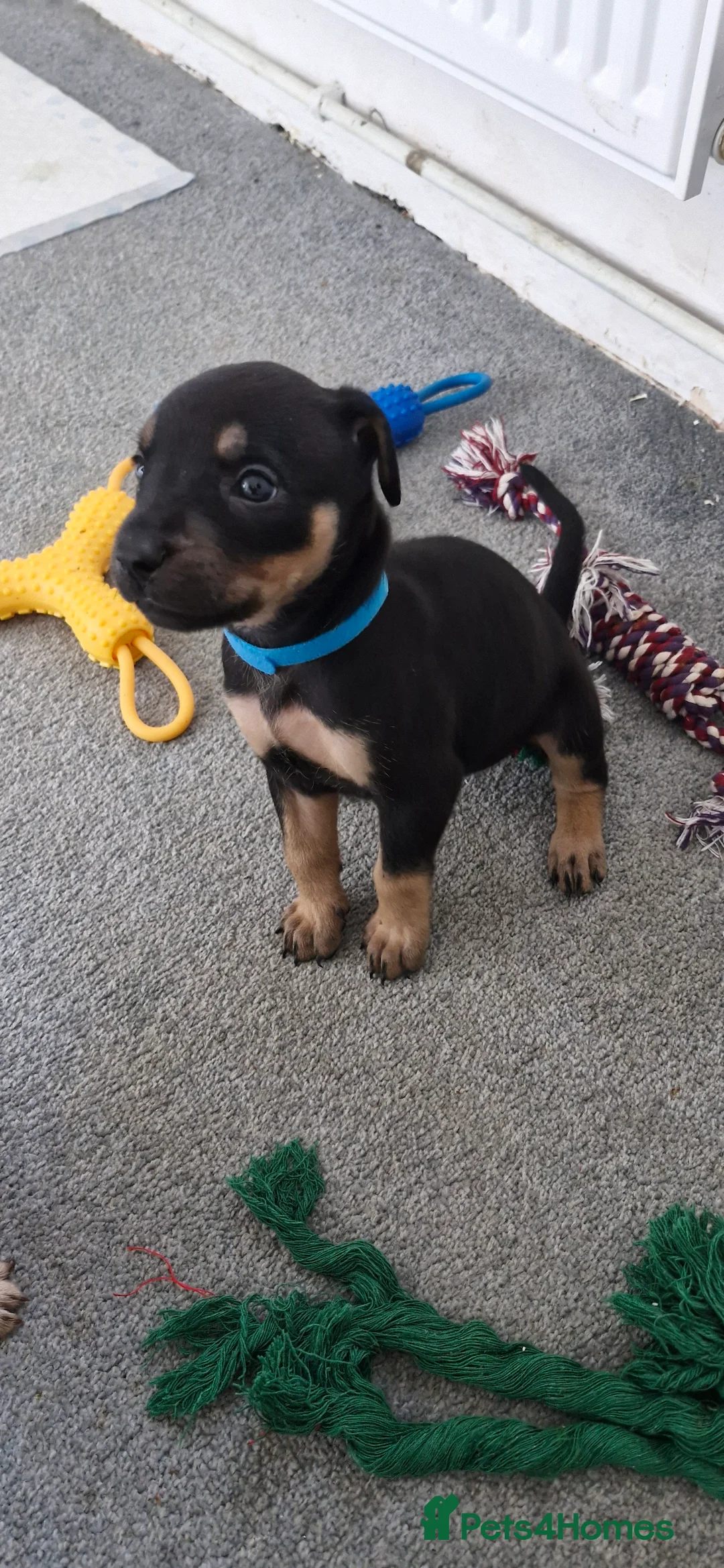 Mixed Breed dogs for sale: Doberman shepherd puppies in Swansea - Advert 20