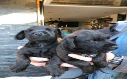 Patterdale Terrier dogs for sale: Chocolate Patterdale terriers  - Image 2