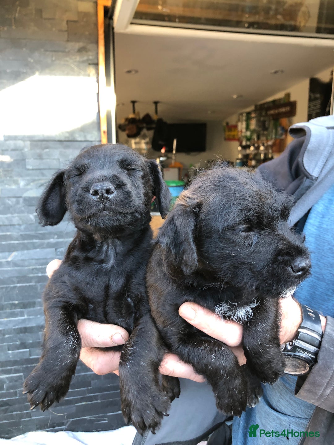 Patterdale Terrier dogs for sale: Chocolate Patterdale terriers  - Image 2
