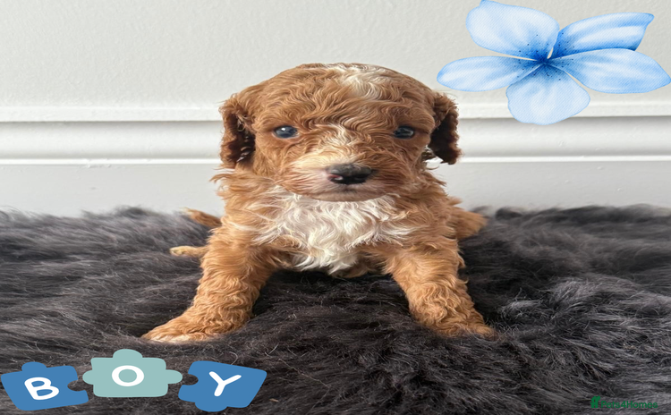 Cavapoo dogs - Advert 4