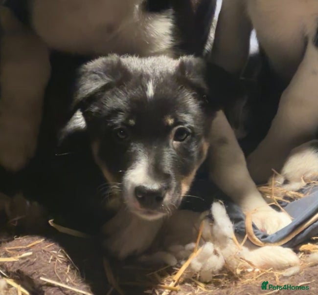 Border Collie dogs 2 border collie puppies - Advert 1
