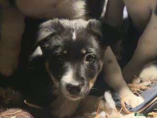 Border Collie dogs 2 border collie puppies - Advert 3