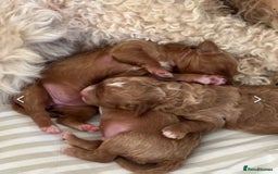 Cavapoo dogs for sale: STUNNING CAVAPOO PUPPIES  - Image 4