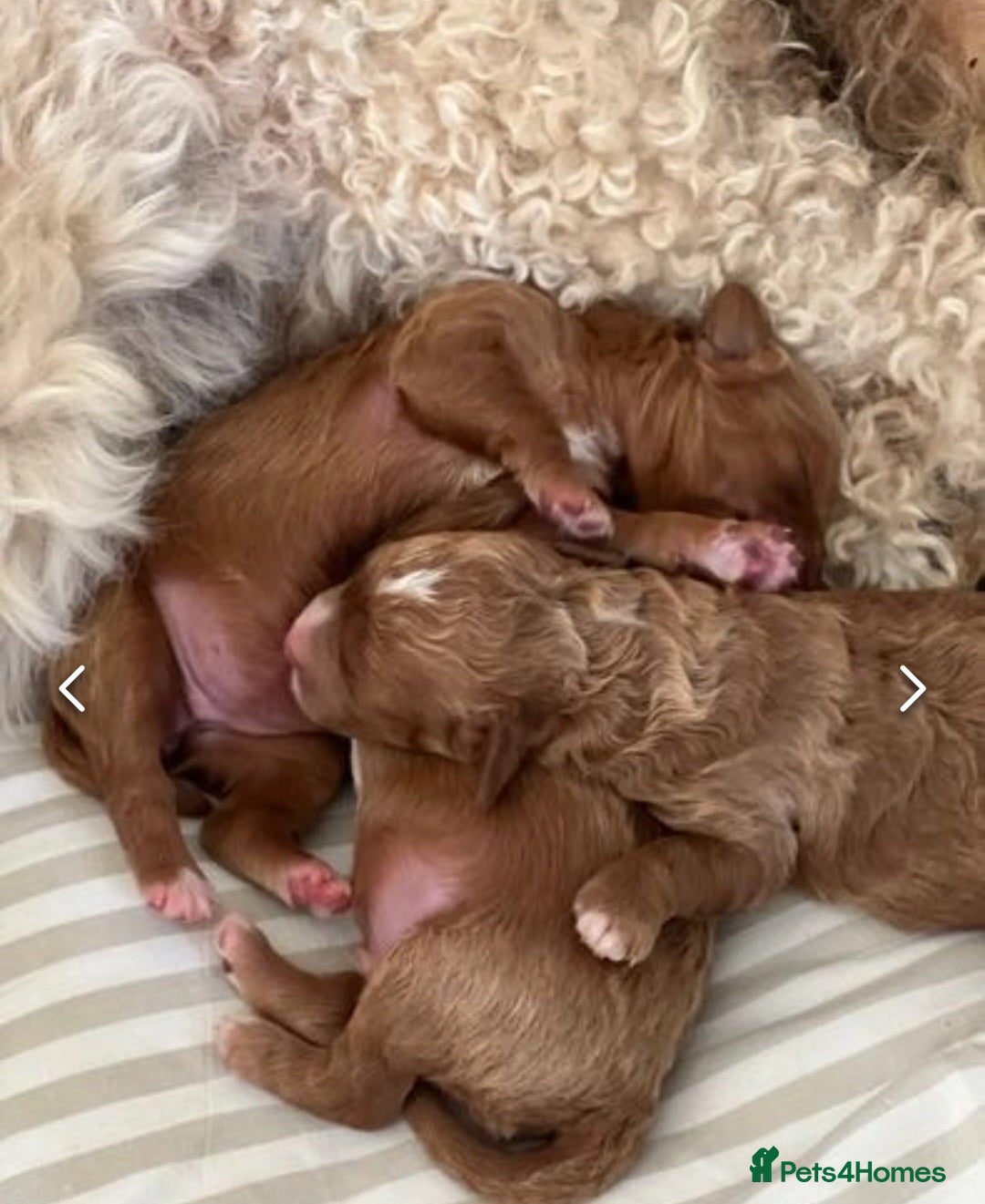 Cavapoo dogs for sale: STUNNING CAVAPOO PUPPIES  - Image 4