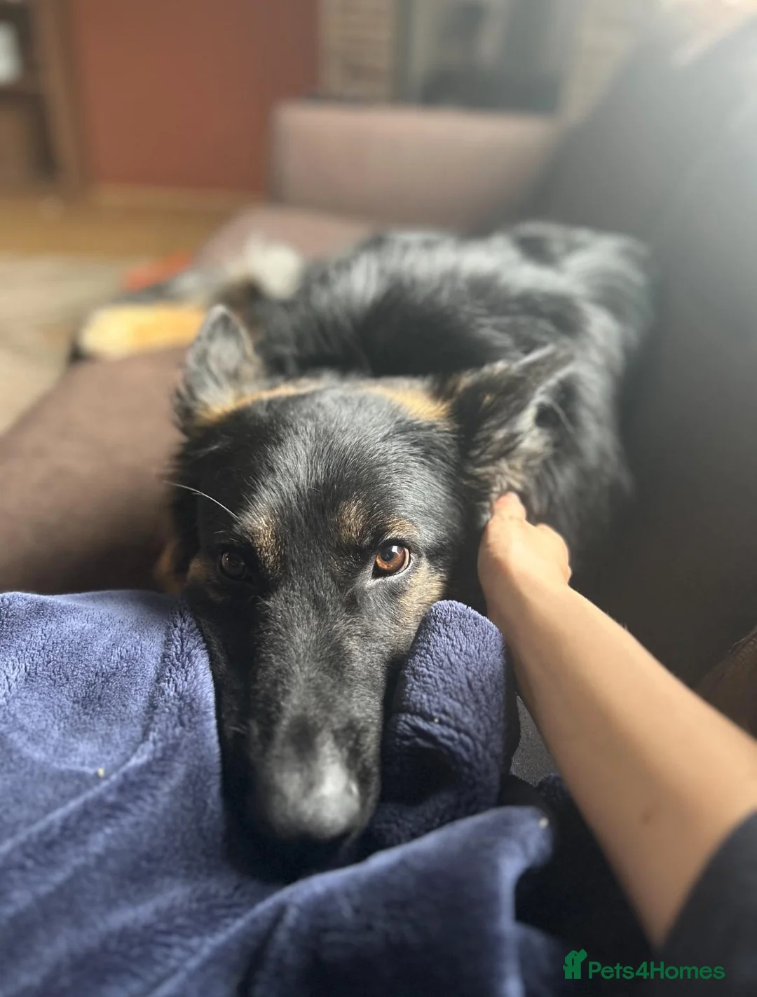 German Shepherd dogs for sale: Loving German Shepherd male - Advert 2