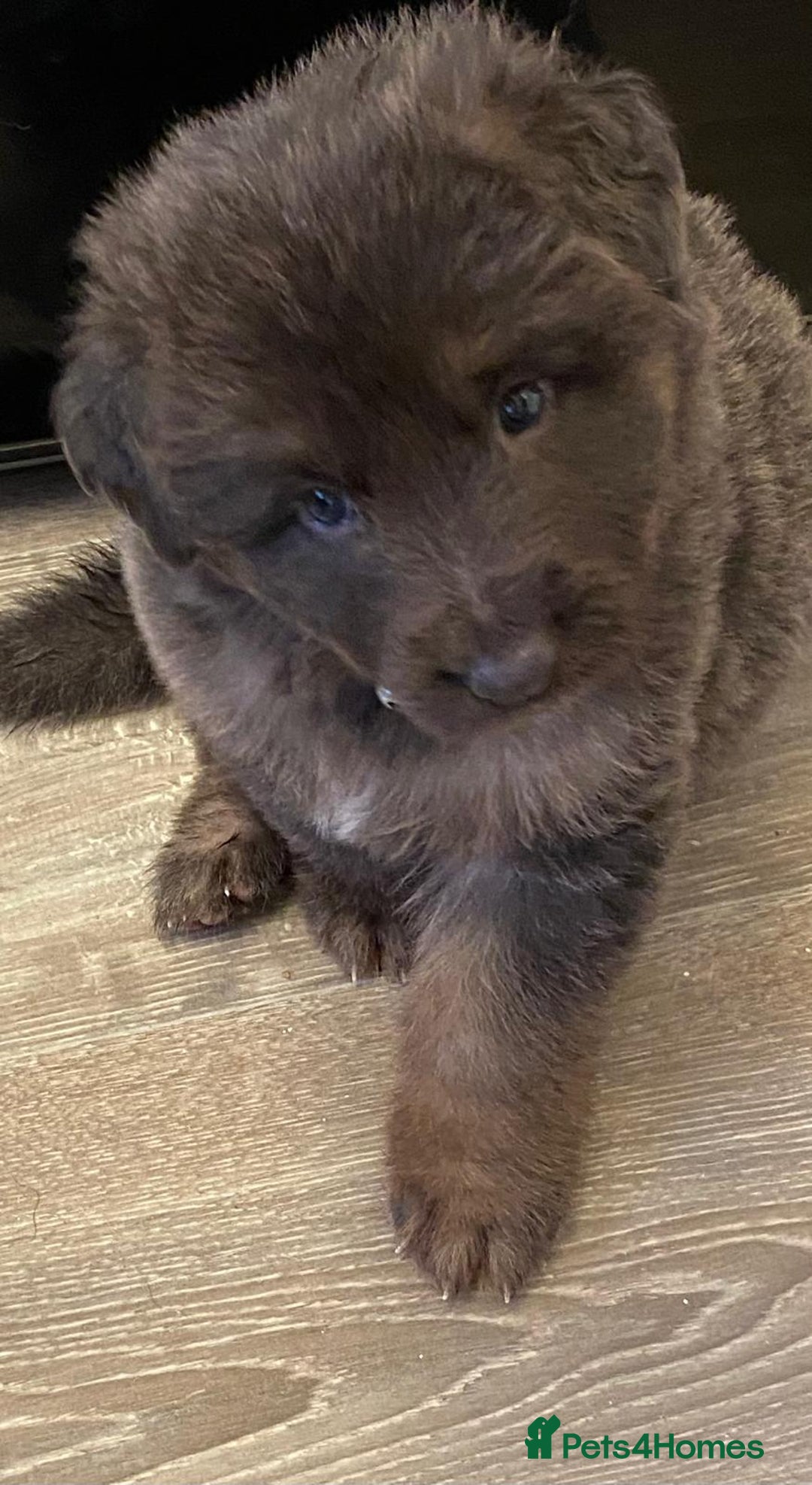 German Shepherd dogs for sale: Blue German Shepherd  - Image 2
