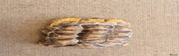 Tortoise reptiles for sale: Sulcata tortoise female  in Hastings - Advert 3